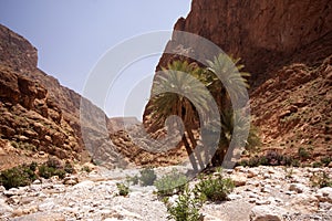 Nature in Todra Gorge, Morocco