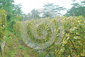 Nature tomato fruit  garden stock image