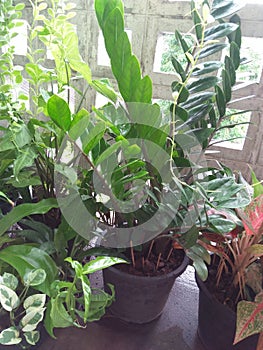 garded tree in nature