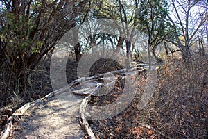 A foothpath nature trail in a forest at Abilene State Park, Texas