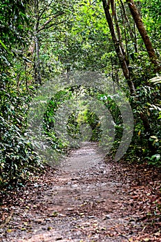 Nature Trail Boardwalk, Steps and Tree Top Walk