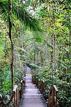 Nature Trail Boardwalk, Steps and Tree Top Walk