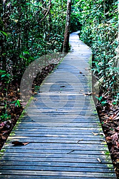 Nature Trail Boardwalk, Steps and Tree Top Walk