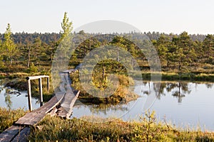 Nature trail in a bog