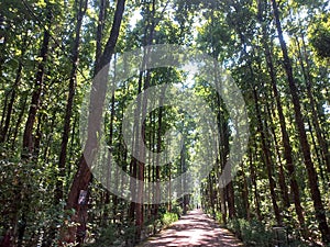 Nature trail forest in nepal photo