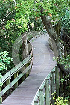 Nature trail in the forest or park