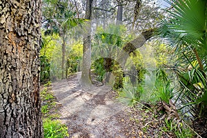 Nature Trail At Hillsborough River State Park In Tampa