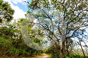 Nature Trail in Jelks Preserve Venice Florida