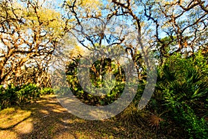 Nature Trail  Jelks Preserve Venice Florida