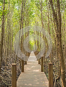 Nature trail in Mangrove national park, Gulf of Thailand