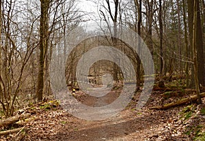 A nature trail passing through a forest in early spring.