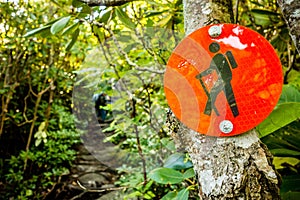 Nature trail scenes to calloway peak north carolina photo