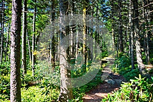 Nature trail scenes to calloway peak north carolina photo