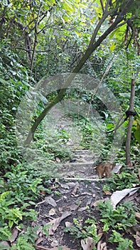 Nature trail soufriere