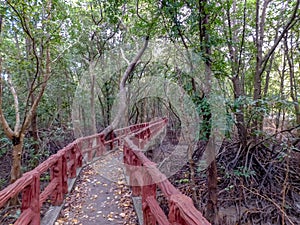 Nature trail though a tropical mangrove forest