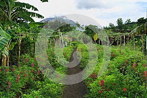 Ometepe Island Nature Trail, Nicaragua photo