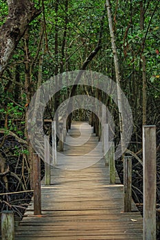 Nature trail wood path through mangrove forest