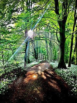 Nature trails, waterways, sky flowers are comparable to the paths of life.