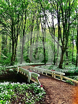 Nature trails, waterways, sky flowers are comparable to the paths of life.