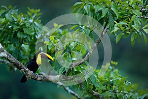 Nature travel in central America. Keel-billed Toucan, Ramphastos sulfuratus, bird with big bill. Green tree, bird. Toucan sitting