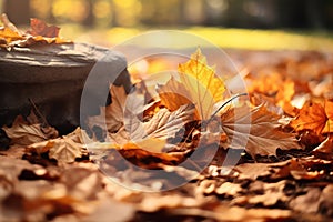 Nature tree autumn yellow orange forest falling red leaves seasonal background october