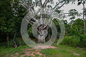 Nature, Tree,  Back Lit, Beauty In Nature