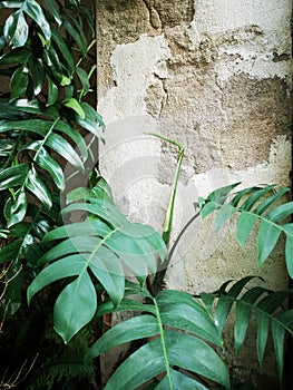 Nature tree background. Green fern leaf on broken brick concrete wall.