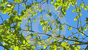 Nature. Tree Branch With Backlit Leaves In Front Of Blue Sunny Sky. Summer Season. Real time.