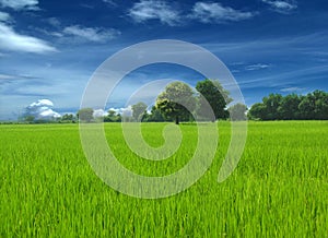 Nature, tree, clouds, sky, illustration