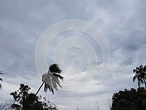 nature tree clouds sky