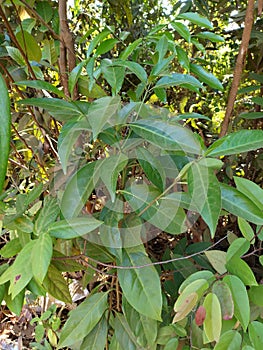 Nature tree  greentree onetree lifetree