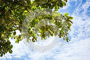 Nature tree leaves with sunlight and scattered cloud in blue sky