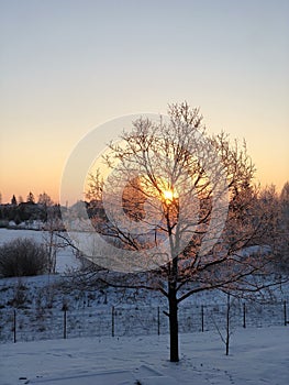 Nature tree sunset 1