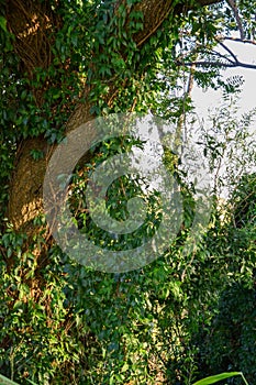 Nature tree tangled by plants