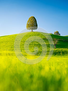 Nature. Tree on top of the hill. Landscape before sunset. Fields and meadows. Natural wallpaper.