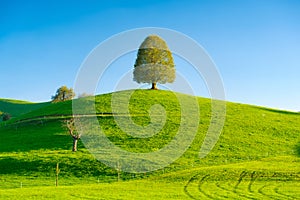 Nature. Tree on top of the hill. Landscape before sunset. Fields and pastures.