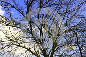 Nature and trees in the early spring