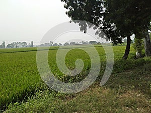 Nature_trees_field