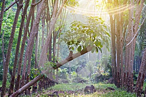 nature trees plant environment in Rubber plantations in the morning with sunlight sunshine at southern Thailand