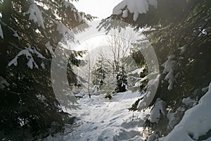 Nature covered in snow during winter. Slovakia