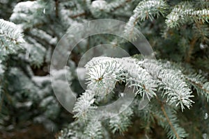 Nature covered in snow during winter. Slovakia