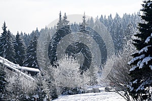 Nature covered in snow during winter. Slovakia