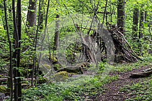 Nature, trees and plants with green leaves in mountain Billinguen SkÃ¶vde Sweden