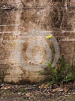 Nature triumphs over adversity - dandelion by old photo