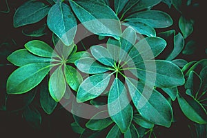 Nature Tropical leaf texture background