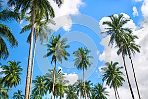 Nature Tropical Trees. Coconut Palms Under Blue Sky, Beautiful B