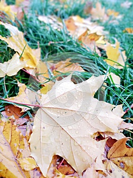 Nature.Ukraine.Steps of the Fall.