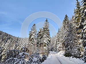 Nature under the snow with sun and shadows in winter.