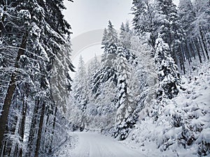 Nature under the snow with sun and shadows in winter.