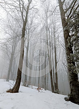 Nature under the snow with sun and shadows in winter.